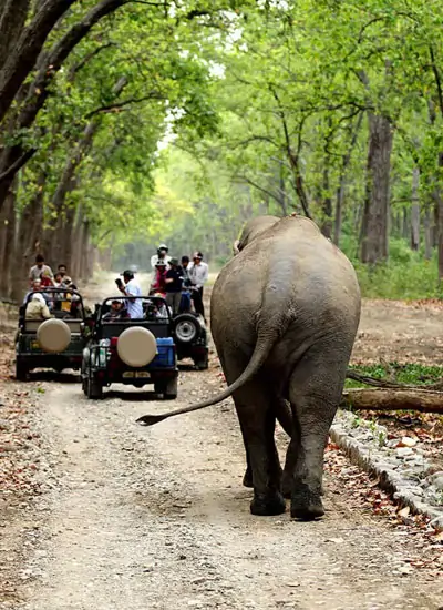 golden-triangle-with-wildlife-safari