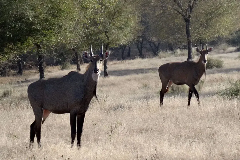 Bassi Wildlife Sanctuary in Rajasthan showcasing dense forest, natural landscape, and rich wildlife biodiversity near Chittorgarh