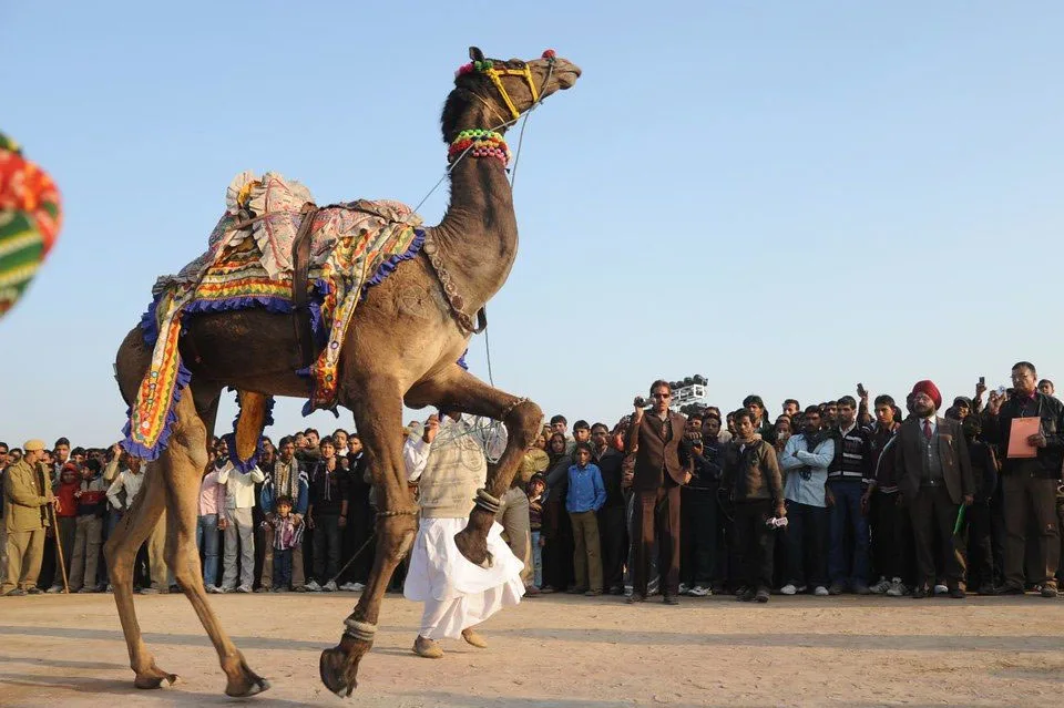 Colorful camels and cultural performances at Bikaner Camel Festival 2026 in Rajasthan