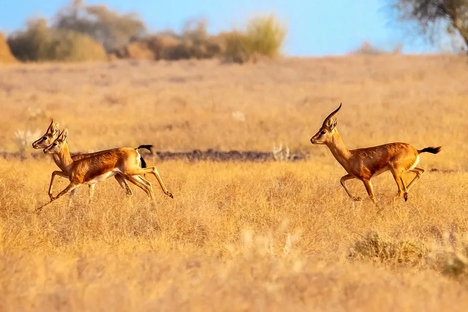 Desert National Park in Rajasthan showcasing Thar Desert landscape, sand dunes, and rare wildlife like the Great Indian Bustard