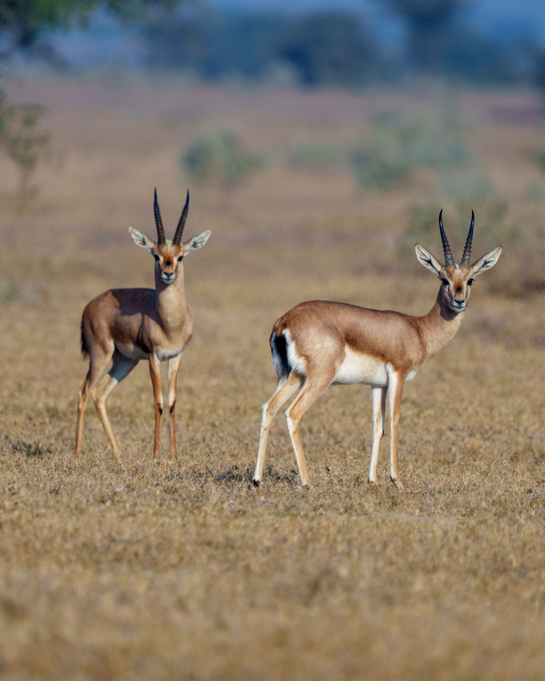 Rajasthan's Wildlife and National Parks: A Guide for Nature Lovers