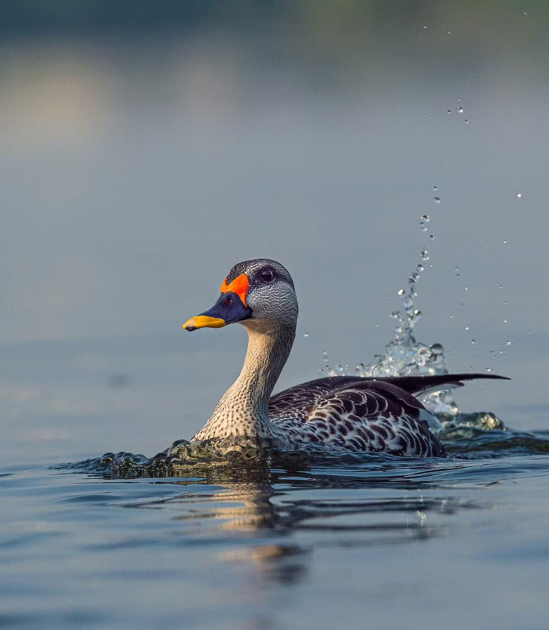 Rajasthan's Wildlife and National Parks: A Guide for Nature Lovers