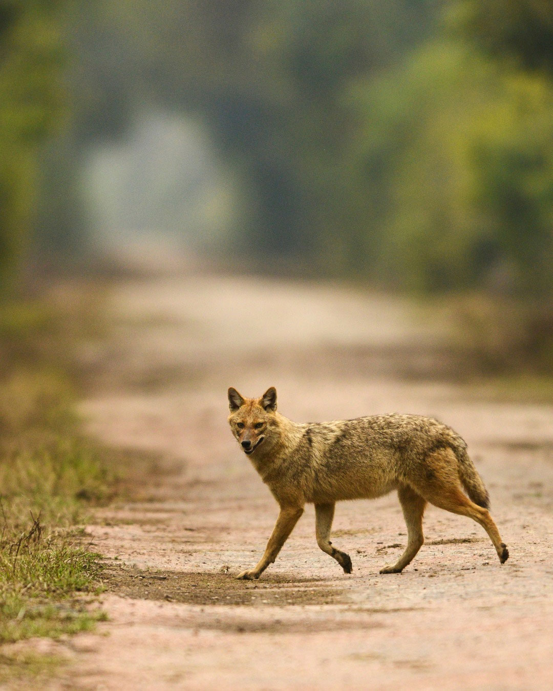 Rajasthan's Wildlife and National Parks: A Guide for Nature Lovers