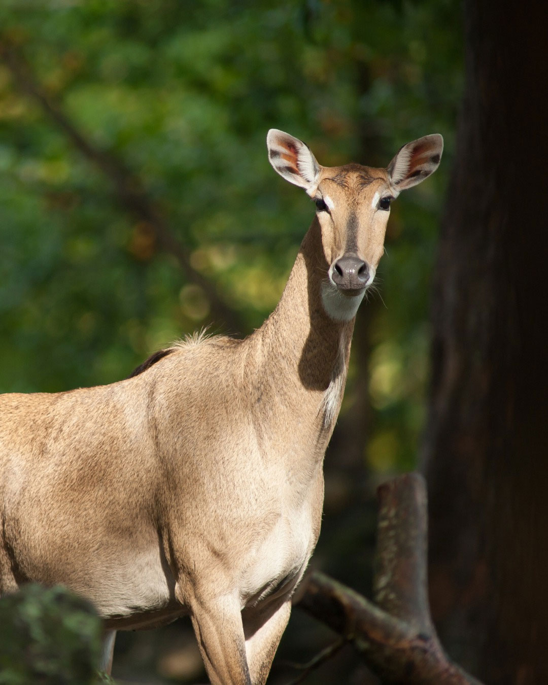 Rajasthan's Wildlife and National Parks: A Guide for Nature Lovers