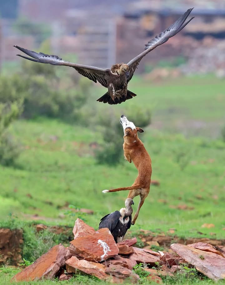 Rajasthan's Wildlife and National Parks: A Guide for Nature Lovers