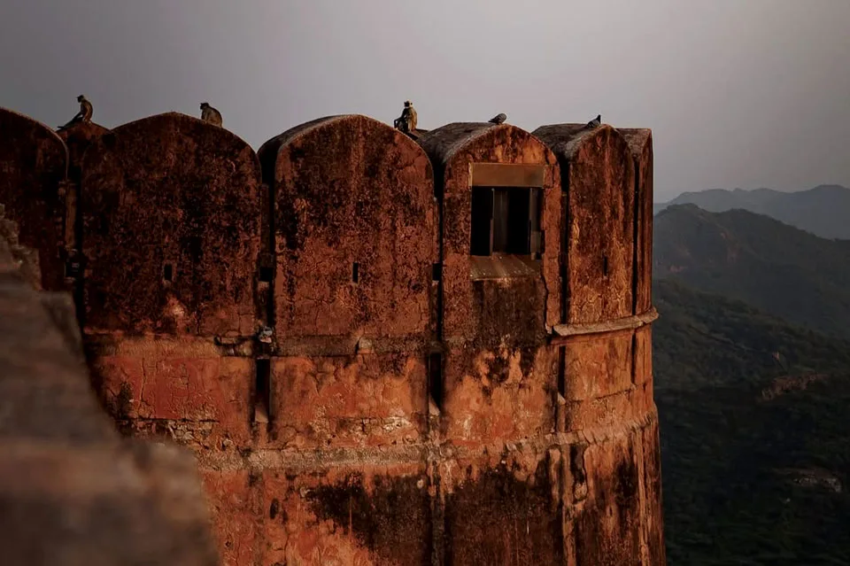 Group of monkeys sitting on the ancient walls of Jaigarh Fort in Jaipur Rajasthan