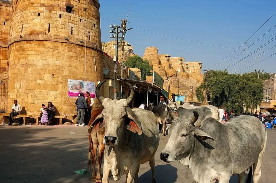 Jaisalmer Fort glowing under the golden sun in Rajasthan India