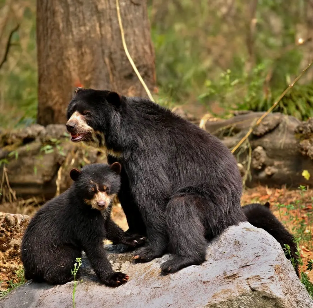 Scenic view of Kumbhalgarh Wildlife Sanctuary in Rajasthan with dense forests, Aravalli hills, and natural wildlife habitat