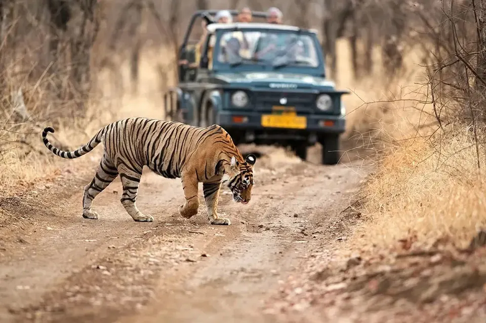 Royal Bengal tiger resting in Ranthambore National Park, the land of tigers in Rajasthan