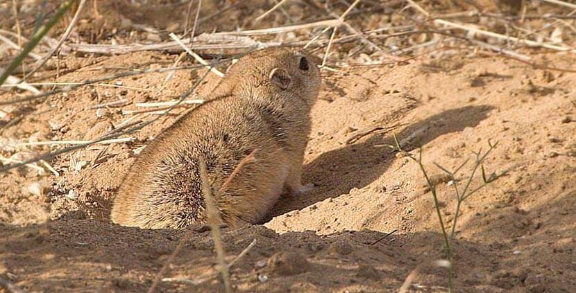 Desert National Park Jaisalmer1