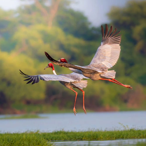 bharatpur-bird-sanctuary