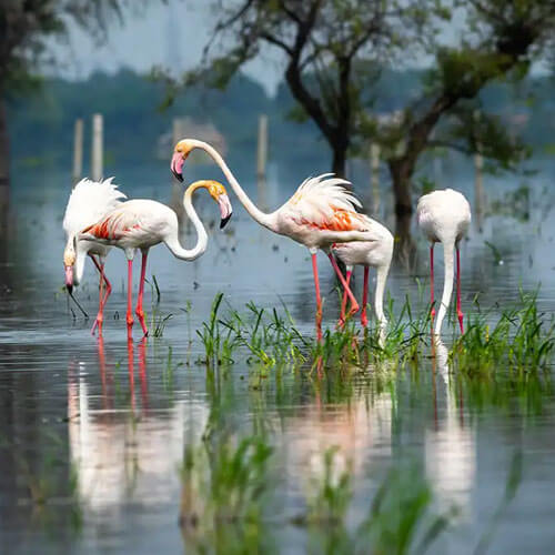 bharatpur-visit-the-hidden-gem