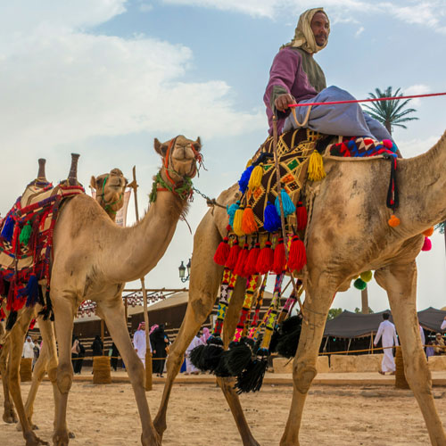 camel-breeding-farms-and-junagarh-fort