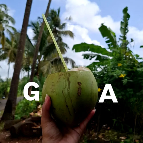 coconut-water-in-goa