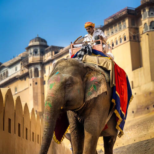 elephant-returns-from-amer-fort-rajasthan