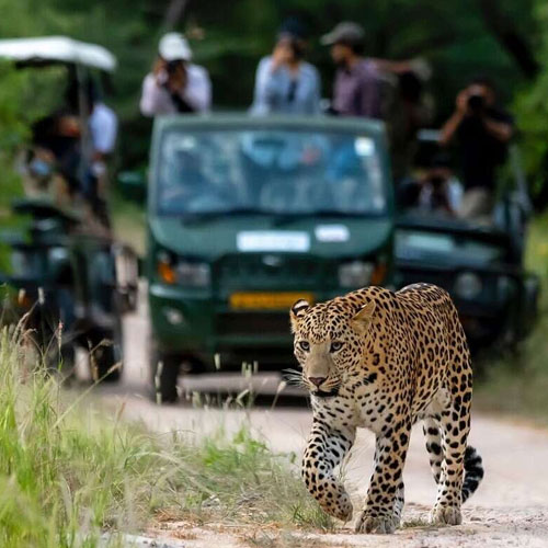 evening-jungle-safari