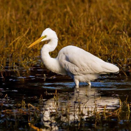 keoladeo-bird-sanctuary