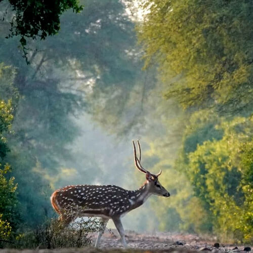 keoladev-national-park-bharatpur