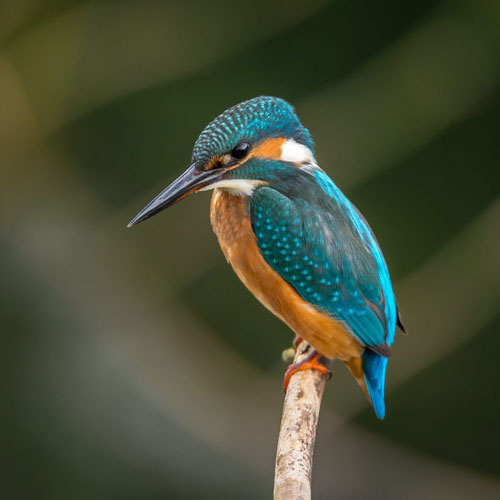 kumarakom-bird-sanctuary