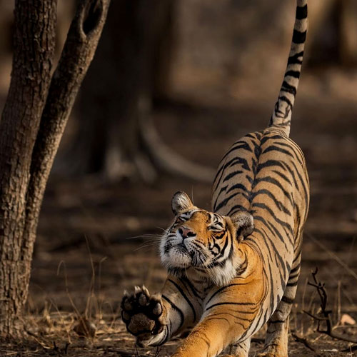 ranthambhore-tiger
