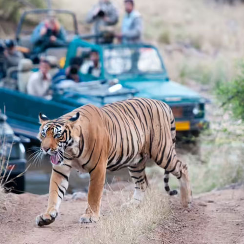 ranthambore-Jungle-activities
