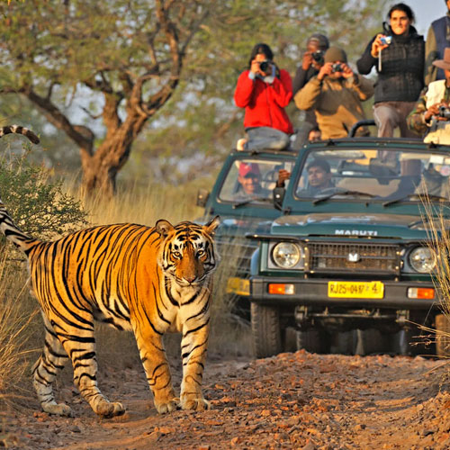 ranthambore-jungle-activities-tour