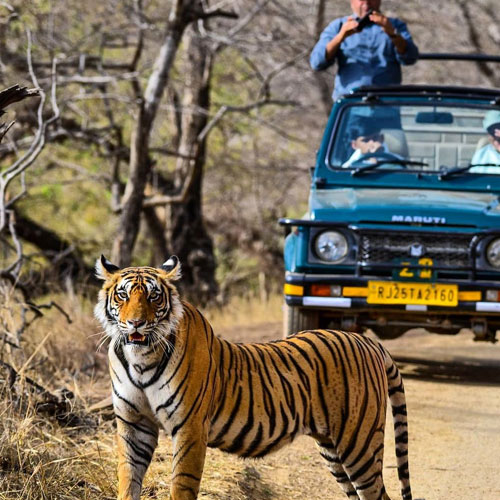 ranthamborejunglesafari