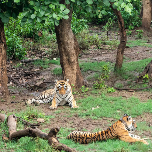 sariska-wild-life-sanctuary