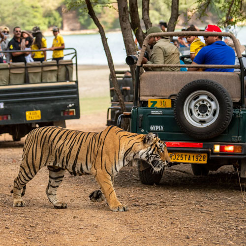 sawai-madhopur-jungle-ride