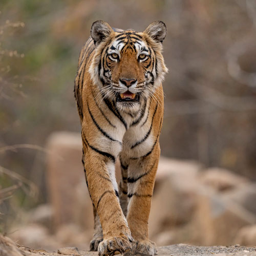tigers-of-ranthambhore