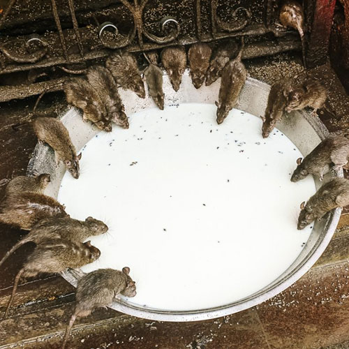 visiting-the-karni-mata-rat-temple-in-deshnok