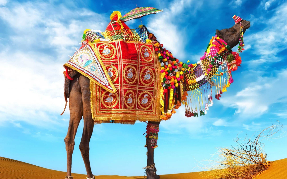 Rajasthan camel culture showcasing decorated camels in desert festival