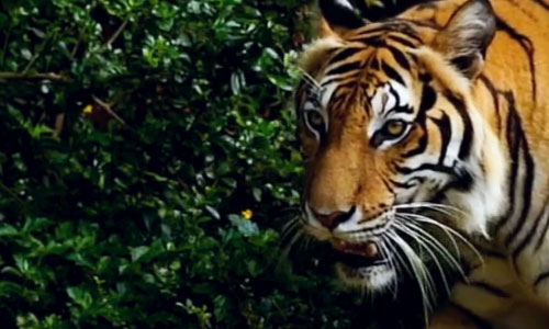 Explore Rajasthan’s Wild Side